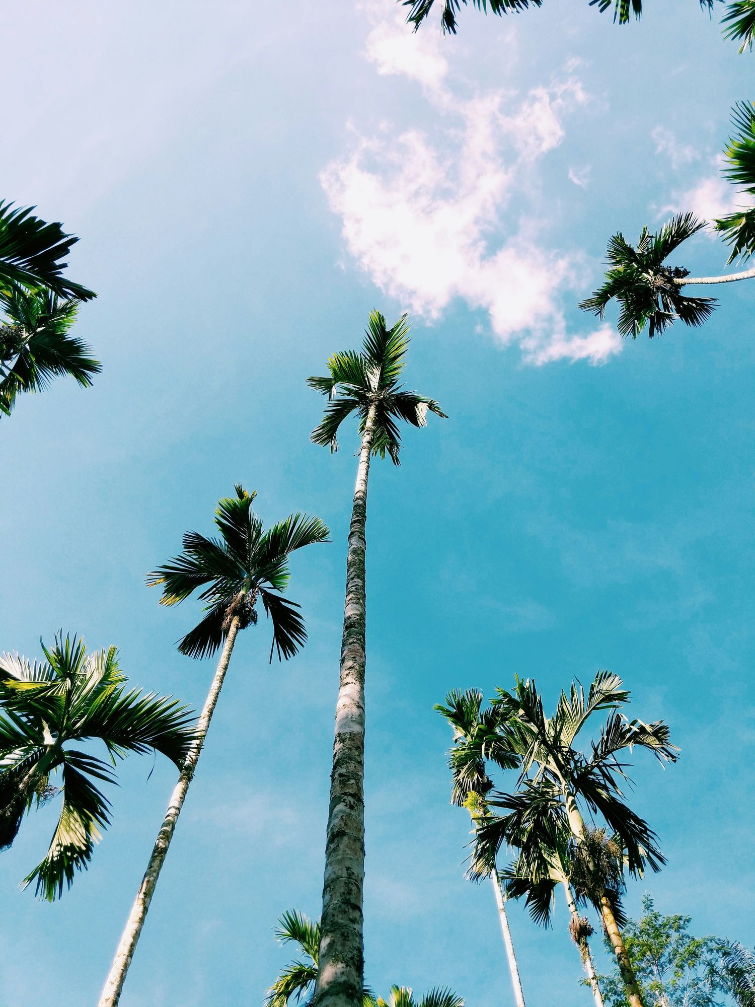 Areca palms