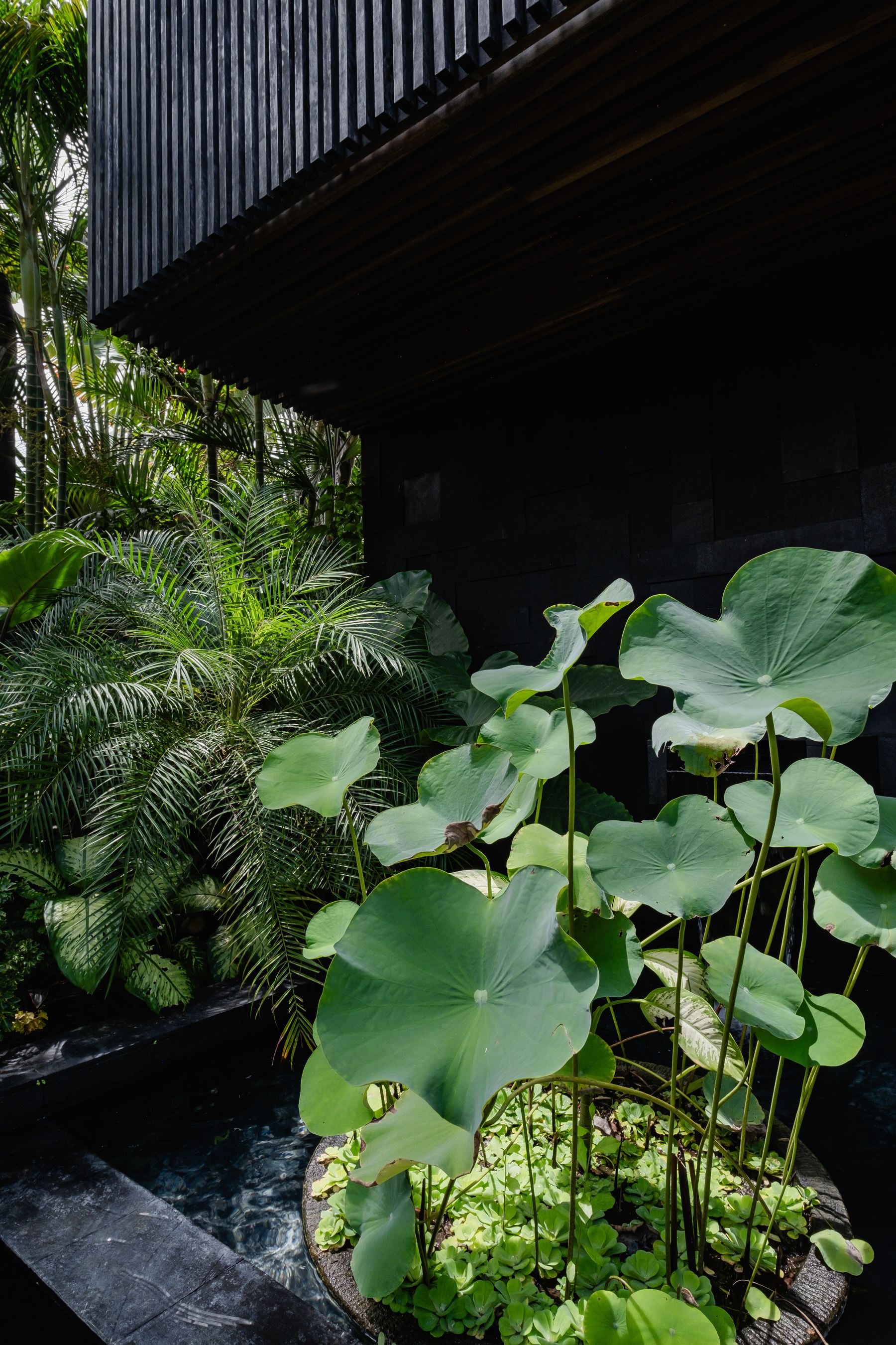 Lotus pond beside stone wall
